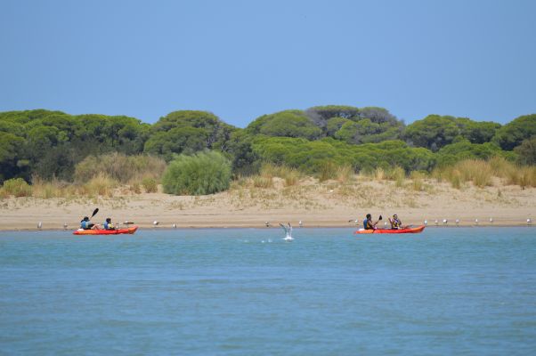 kayak y aves por la orilla de Doñana