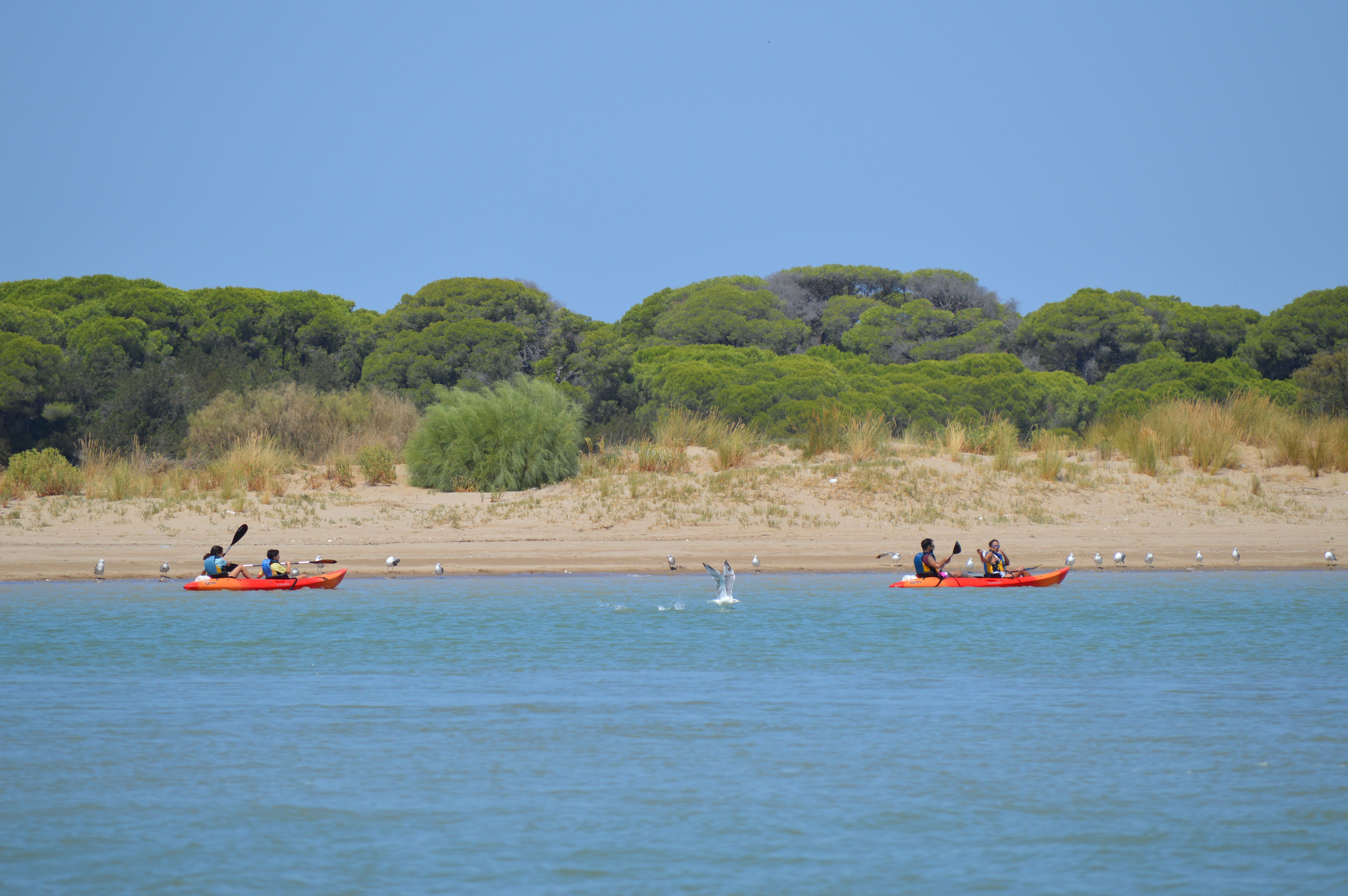 Ruta en kayak por el río Guadalquivir en Sanlucar
