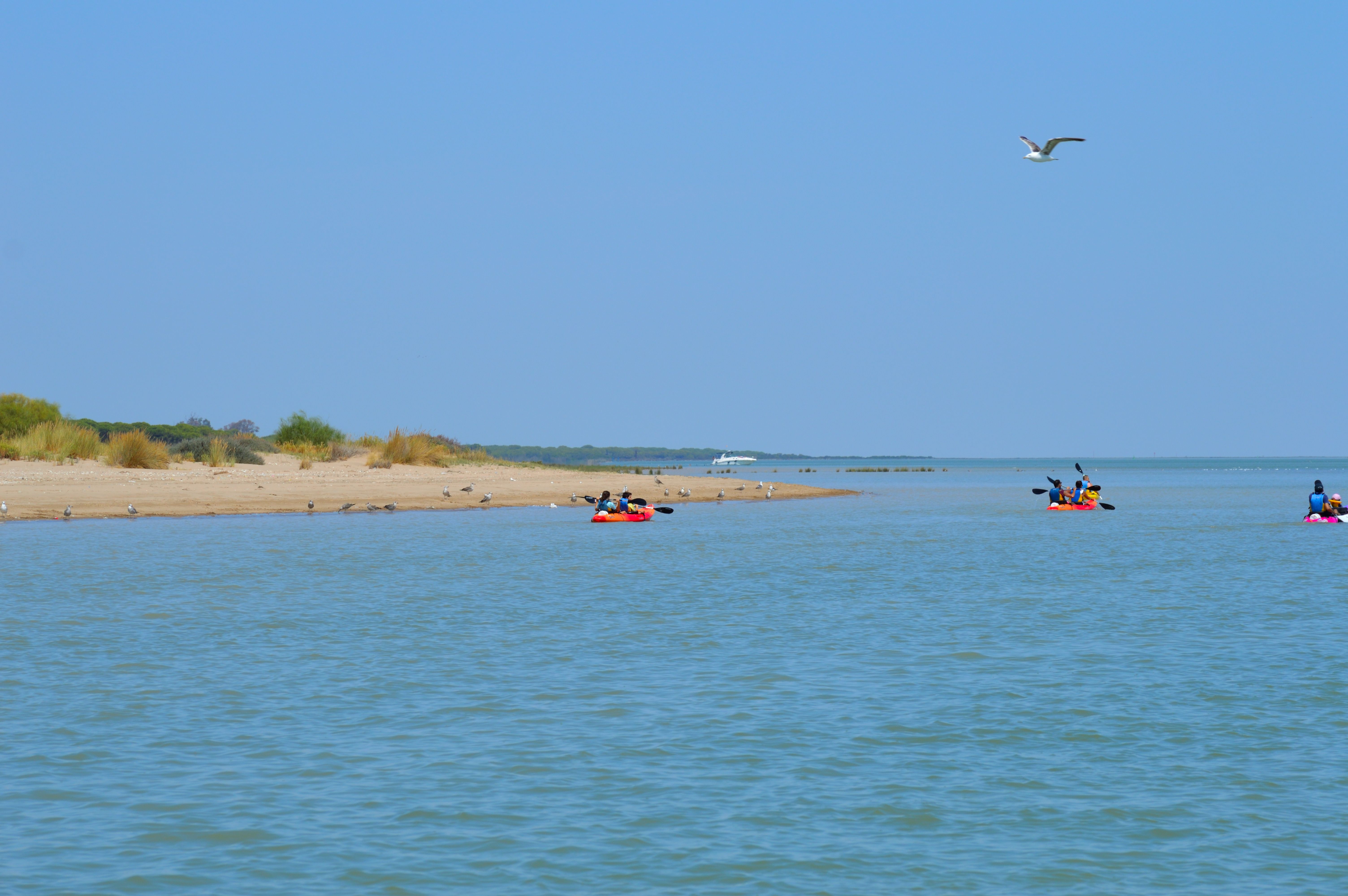 Ruta en kayak cerca de Doñana por el Guadalquivir