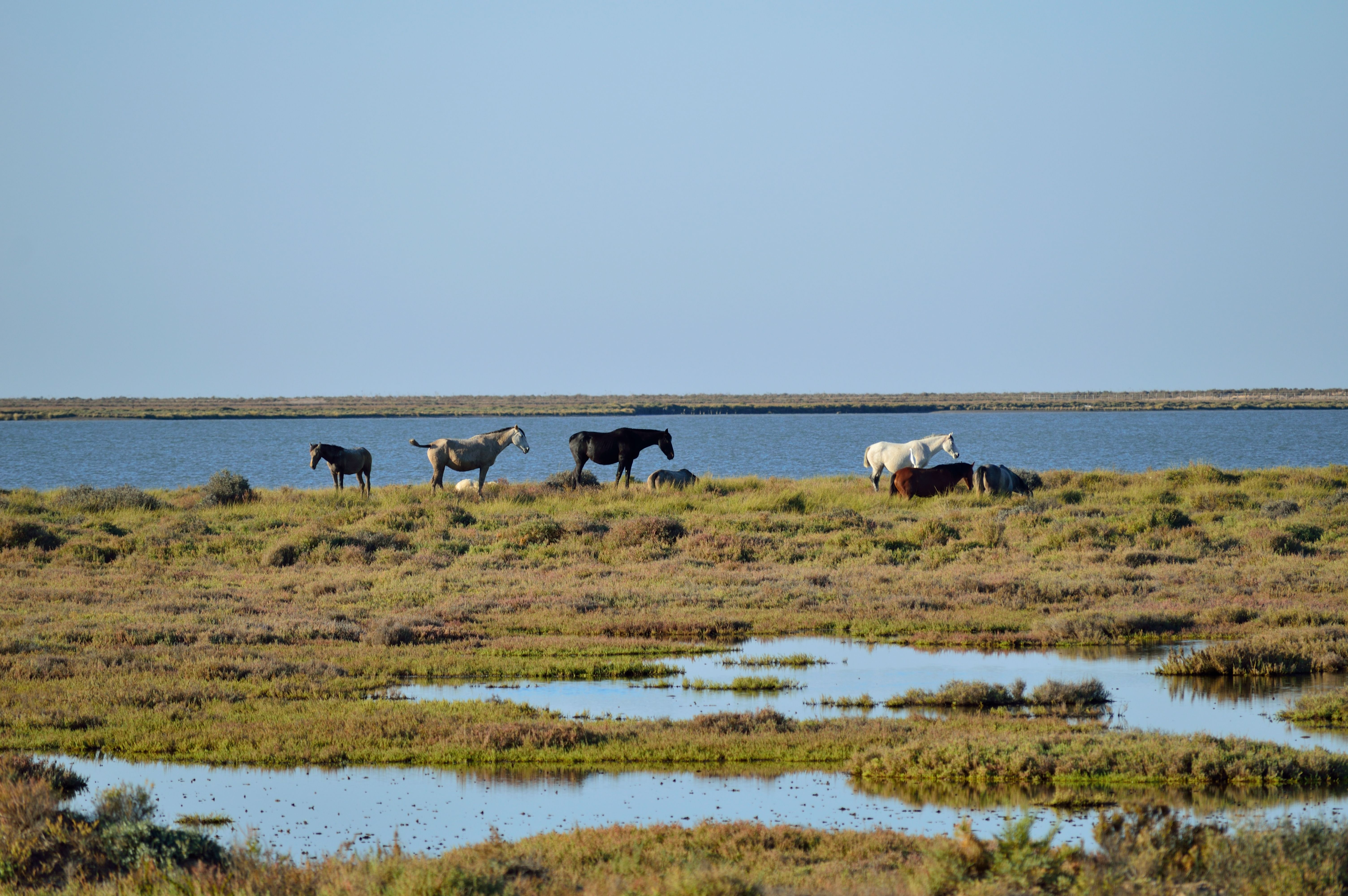 Caballos en libertad durante la visita a Doñana