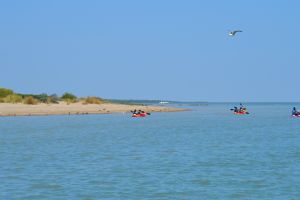 Actividades en kayak por la desembocadura del Guadalquivir en Doñana