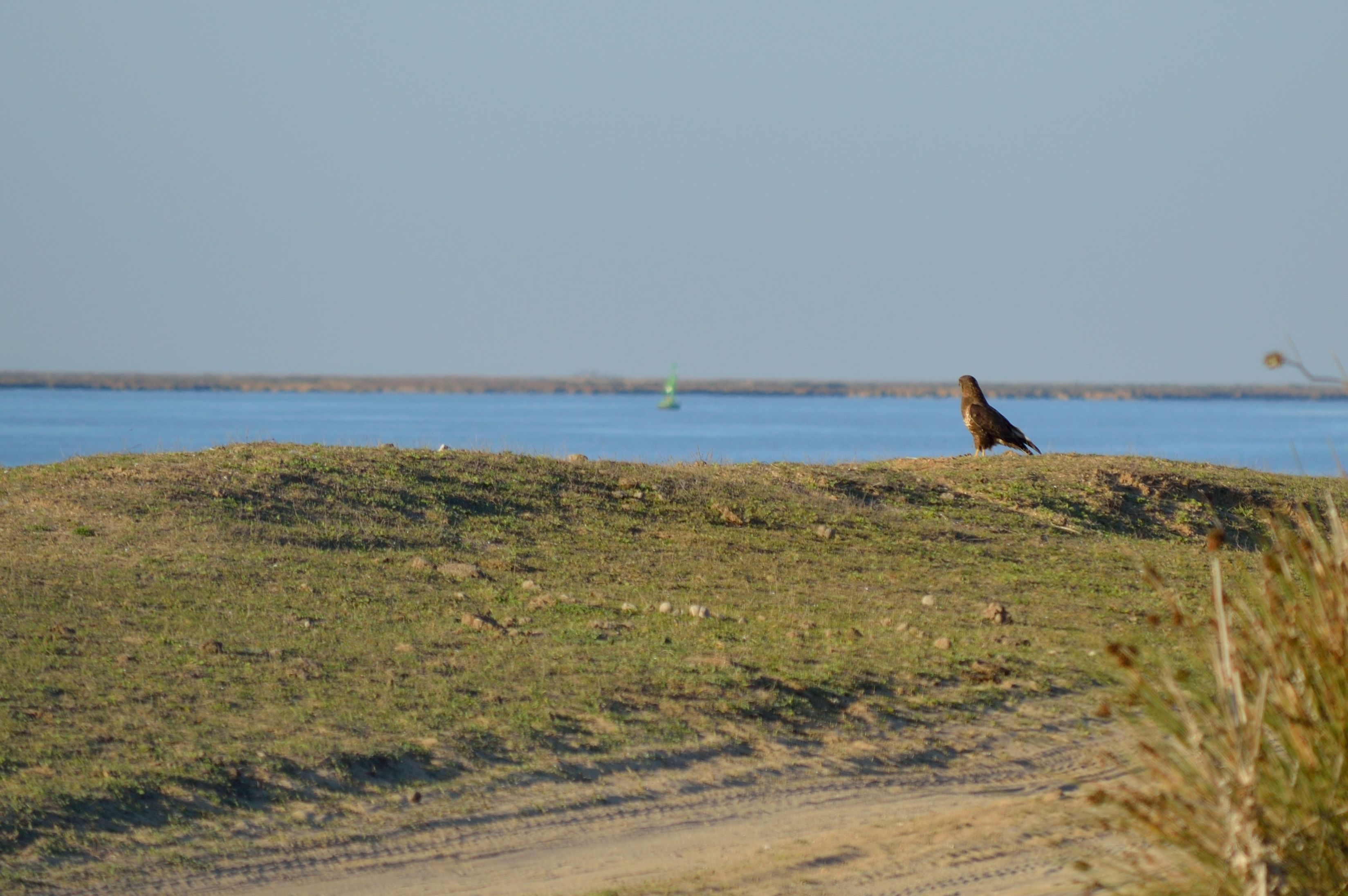 Aves en la marisma de Doñana durante la visita 