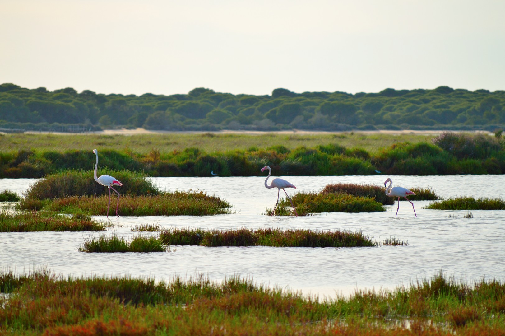 Visita al Parque Natural de Doñana en Todoterreno 4