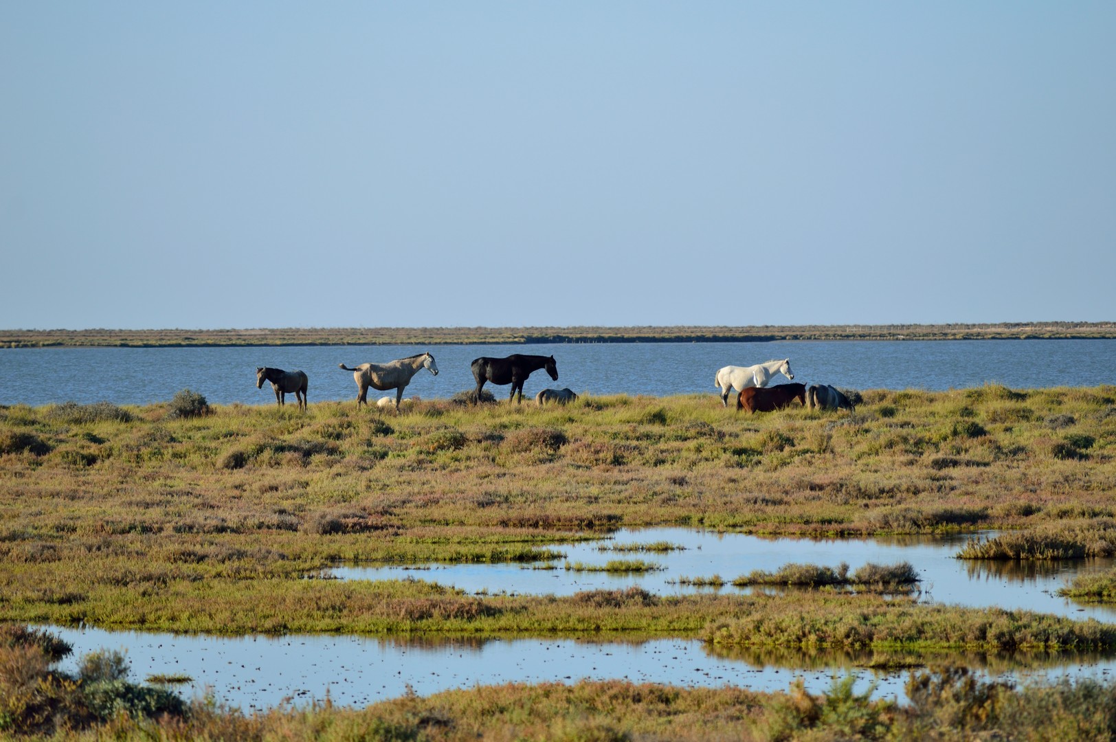 Visita al Parque Natural de Doñana en Todoterreno 2