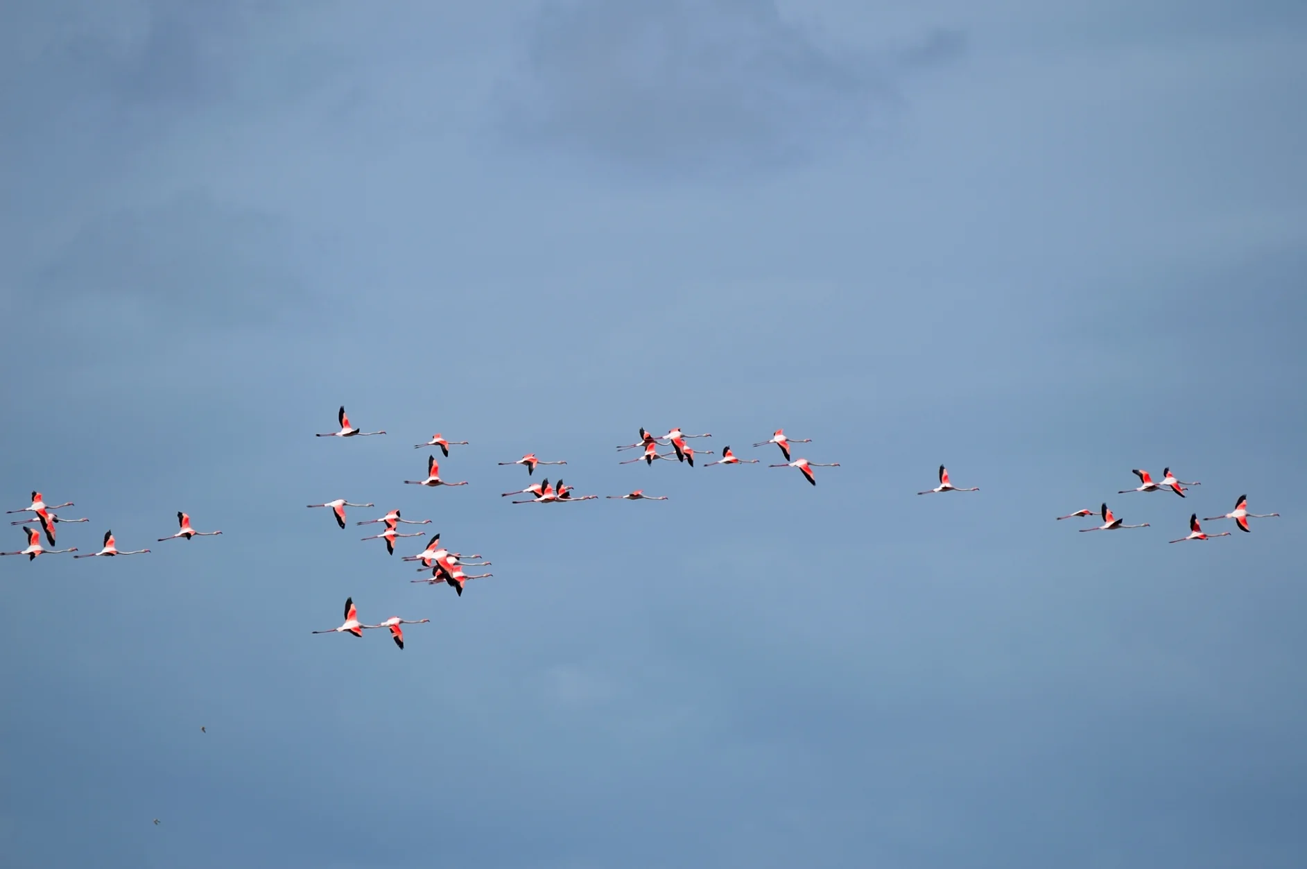 Observación de aves en el Parque Natural de Doñana 4
