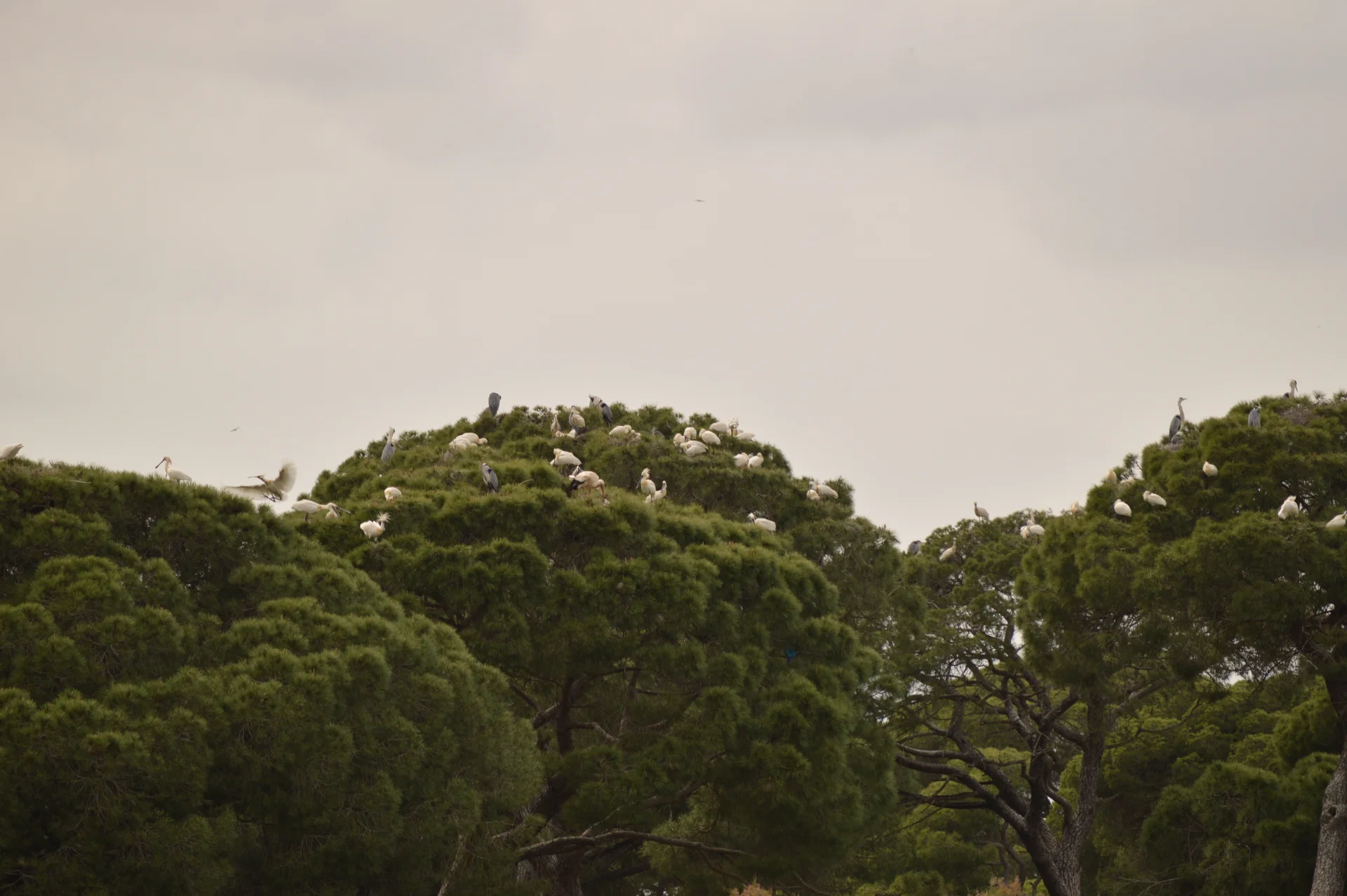 Observación de aves en el Parque Natural de Doñana 1