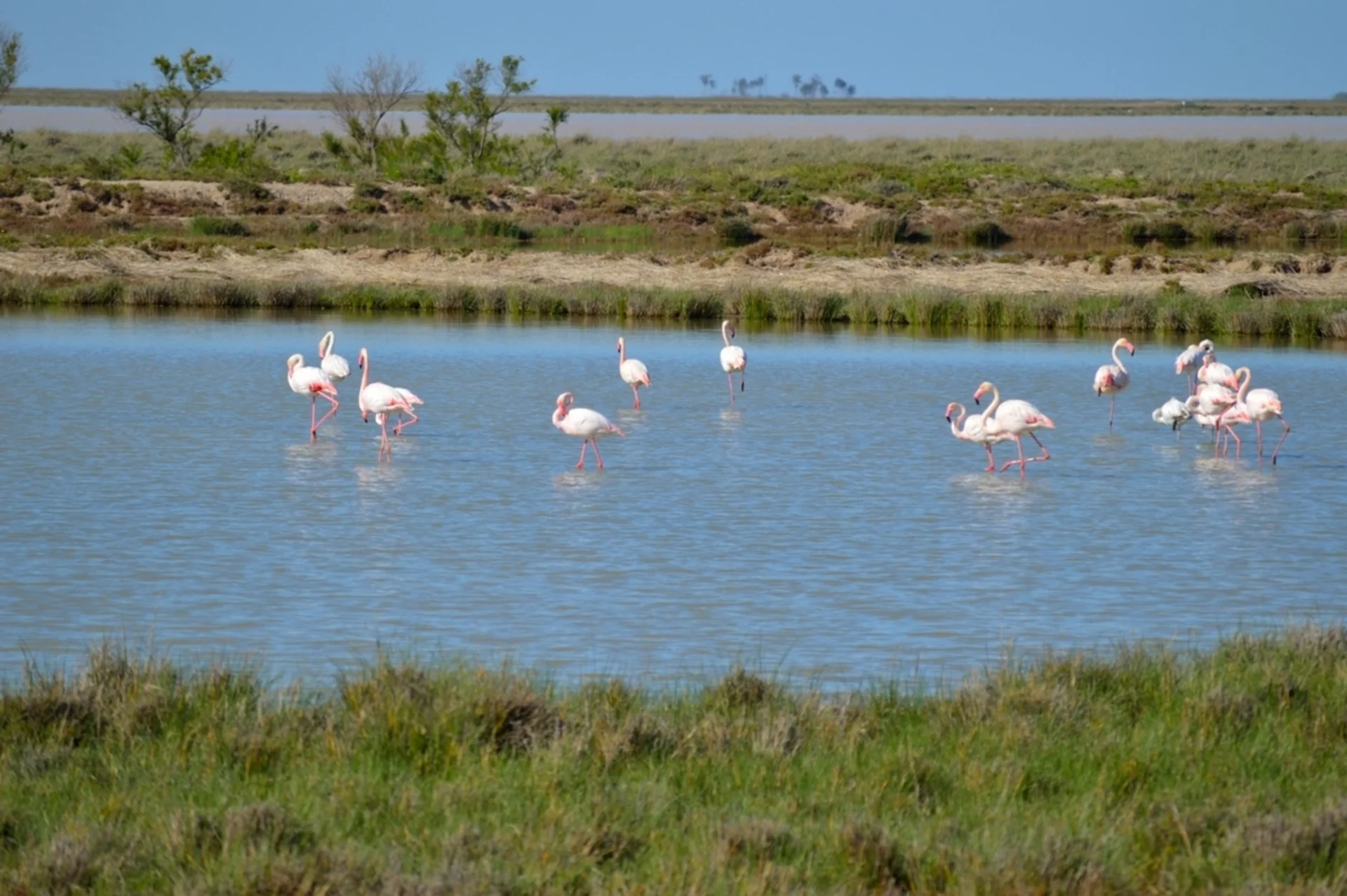Observación de aves en el Parque Natural de Doñana 3