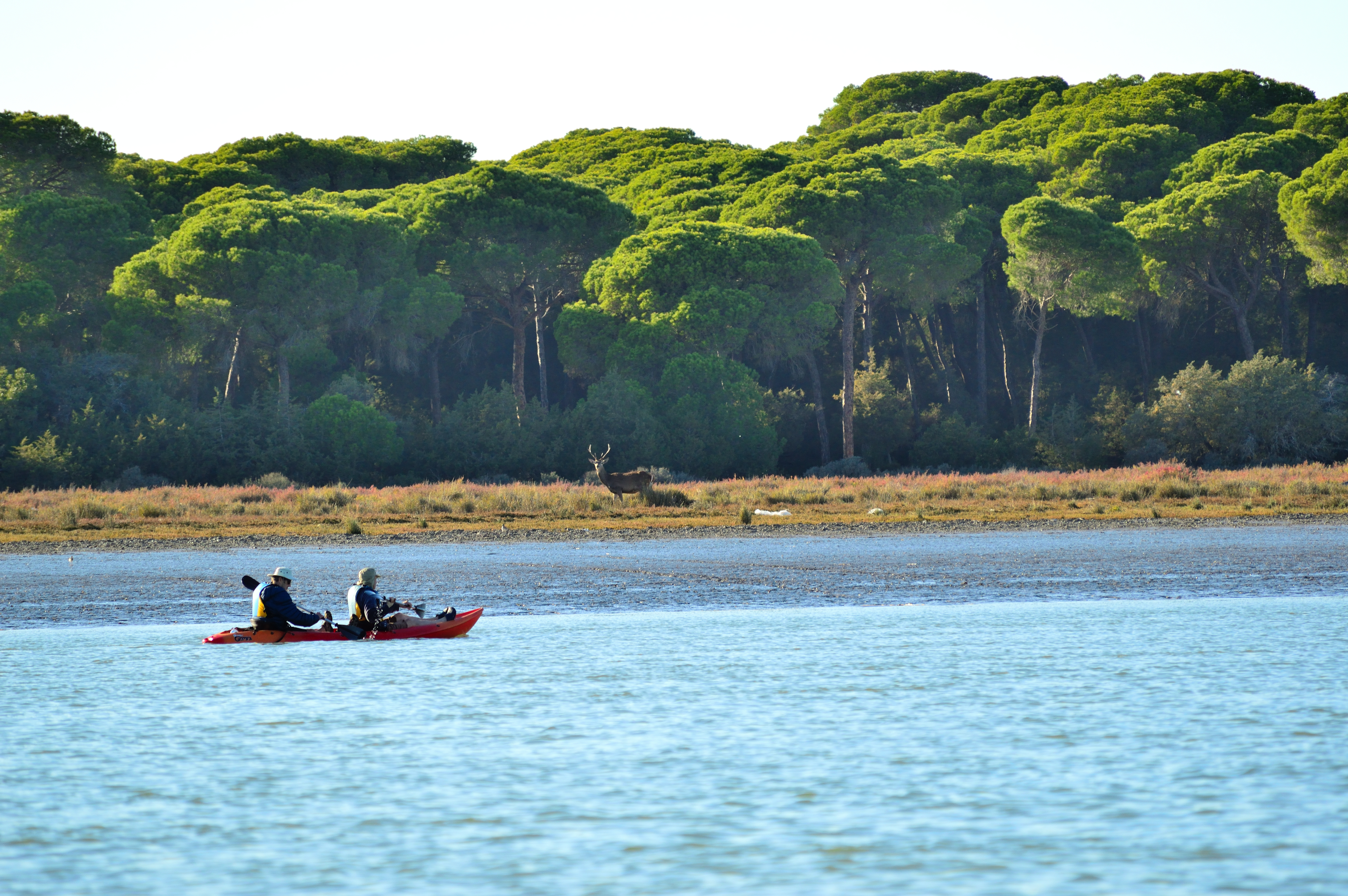 Descenso en kayak desde Doñana a Sanlúcar 4