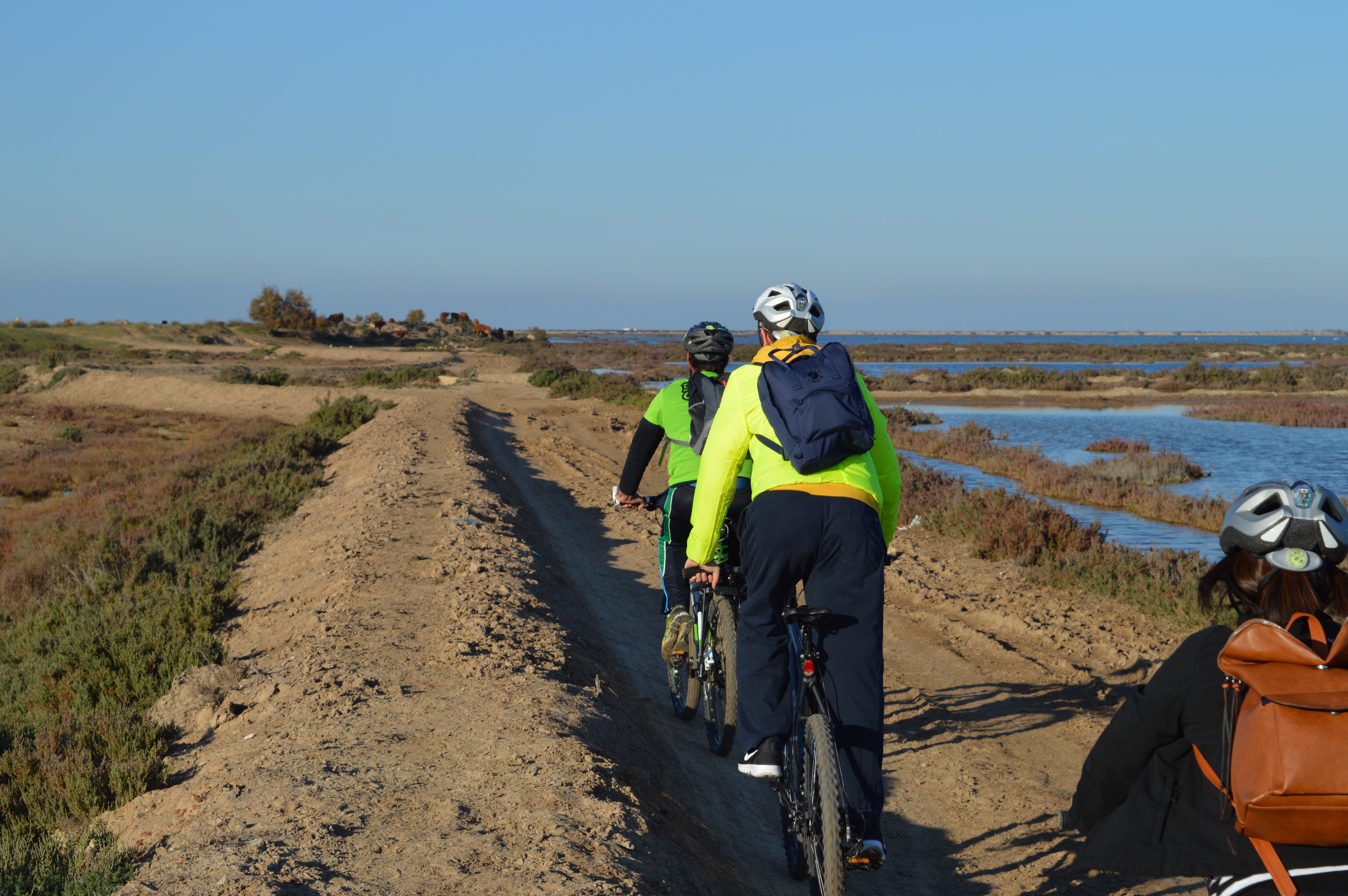 Ruta en bicicletas por las marismas 5