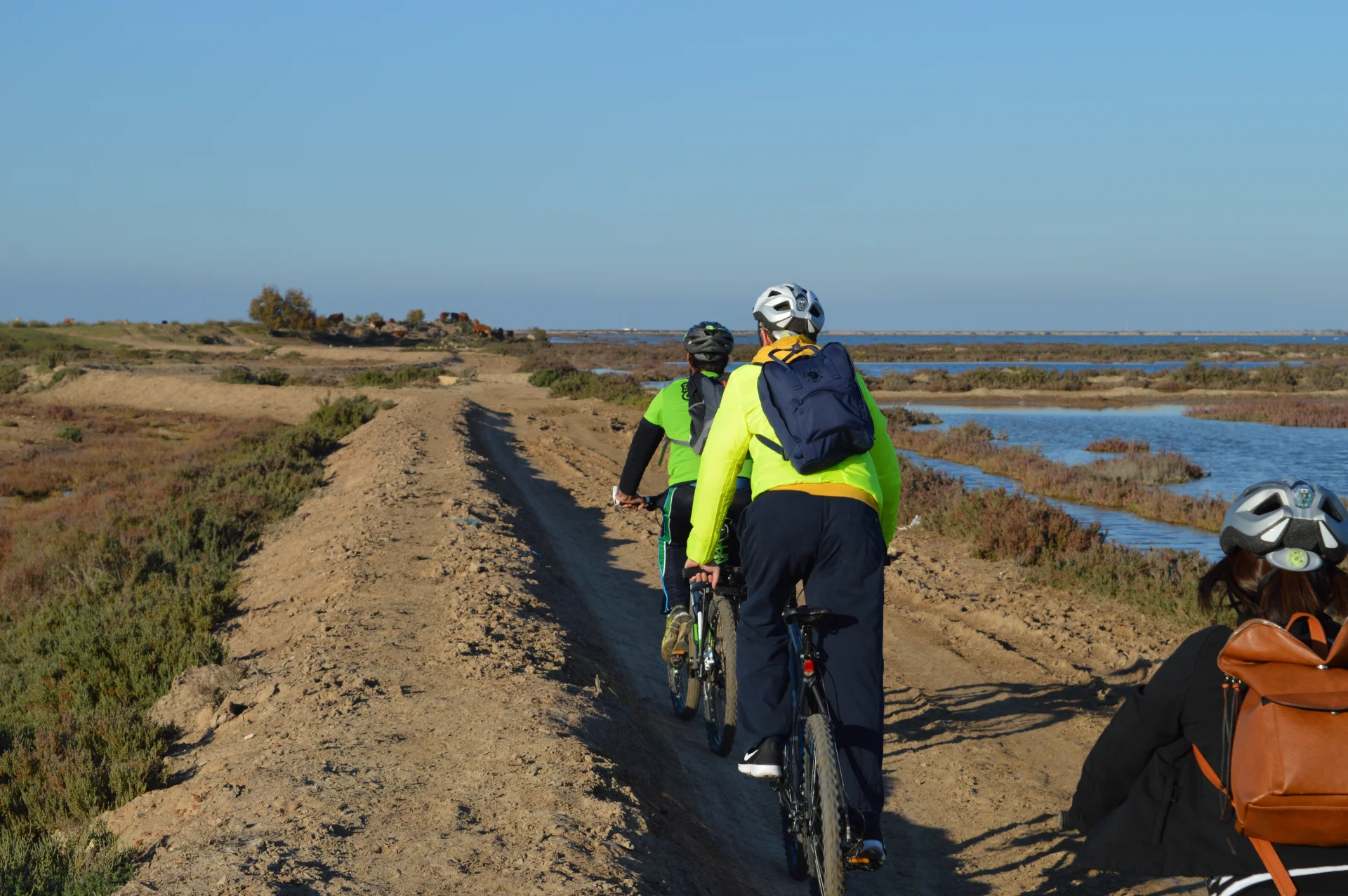 Ruta en bicicletas por las marismas 5