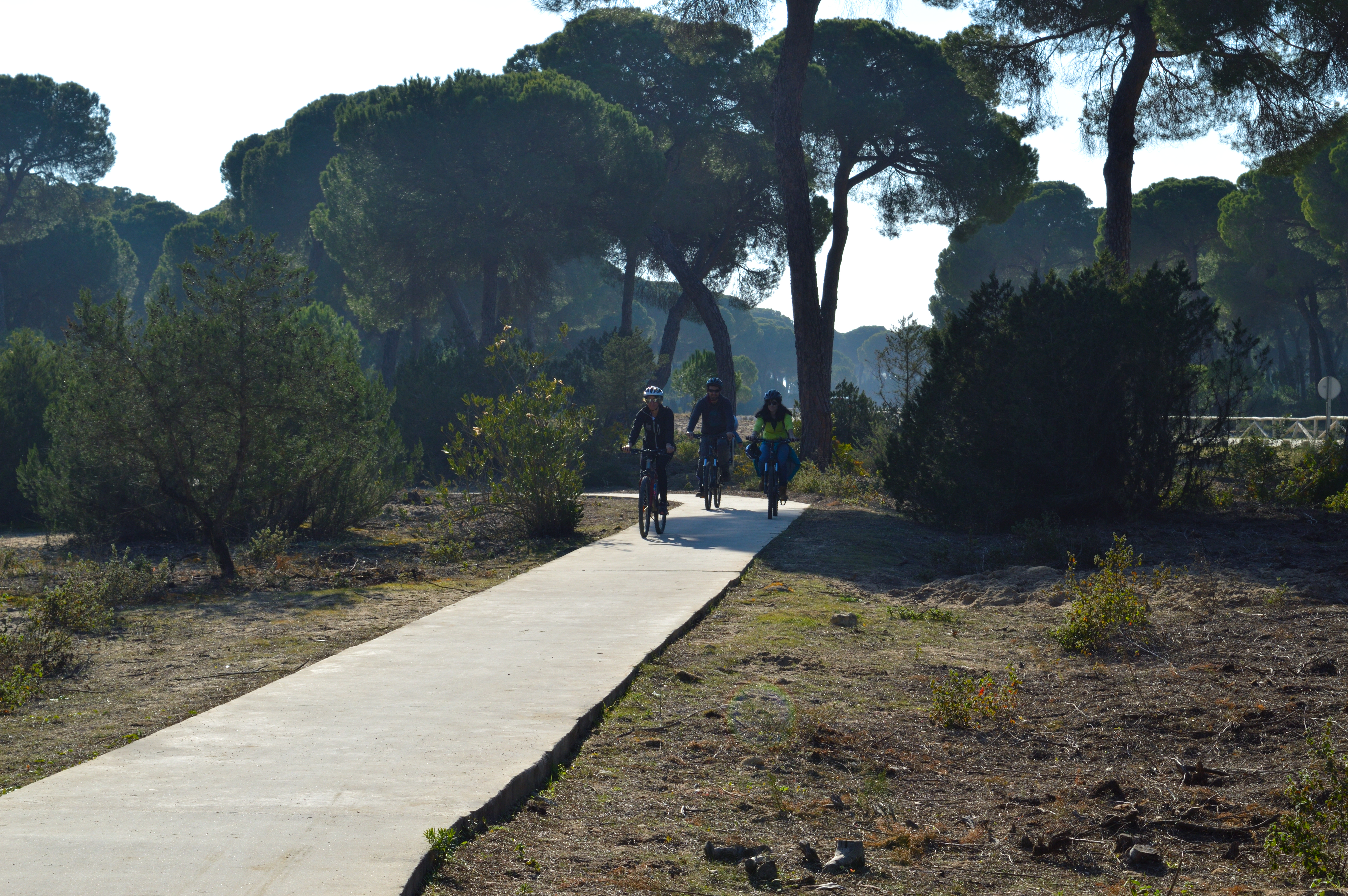 Ruta en bicicleta por el pinar 1