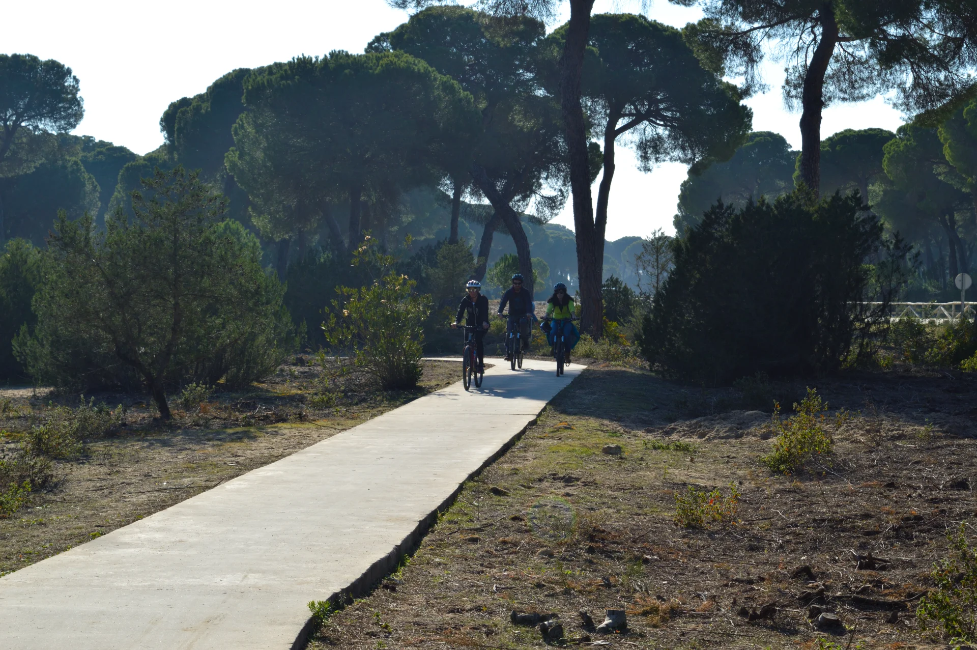 Ruta en bicicleta por el pinar 1