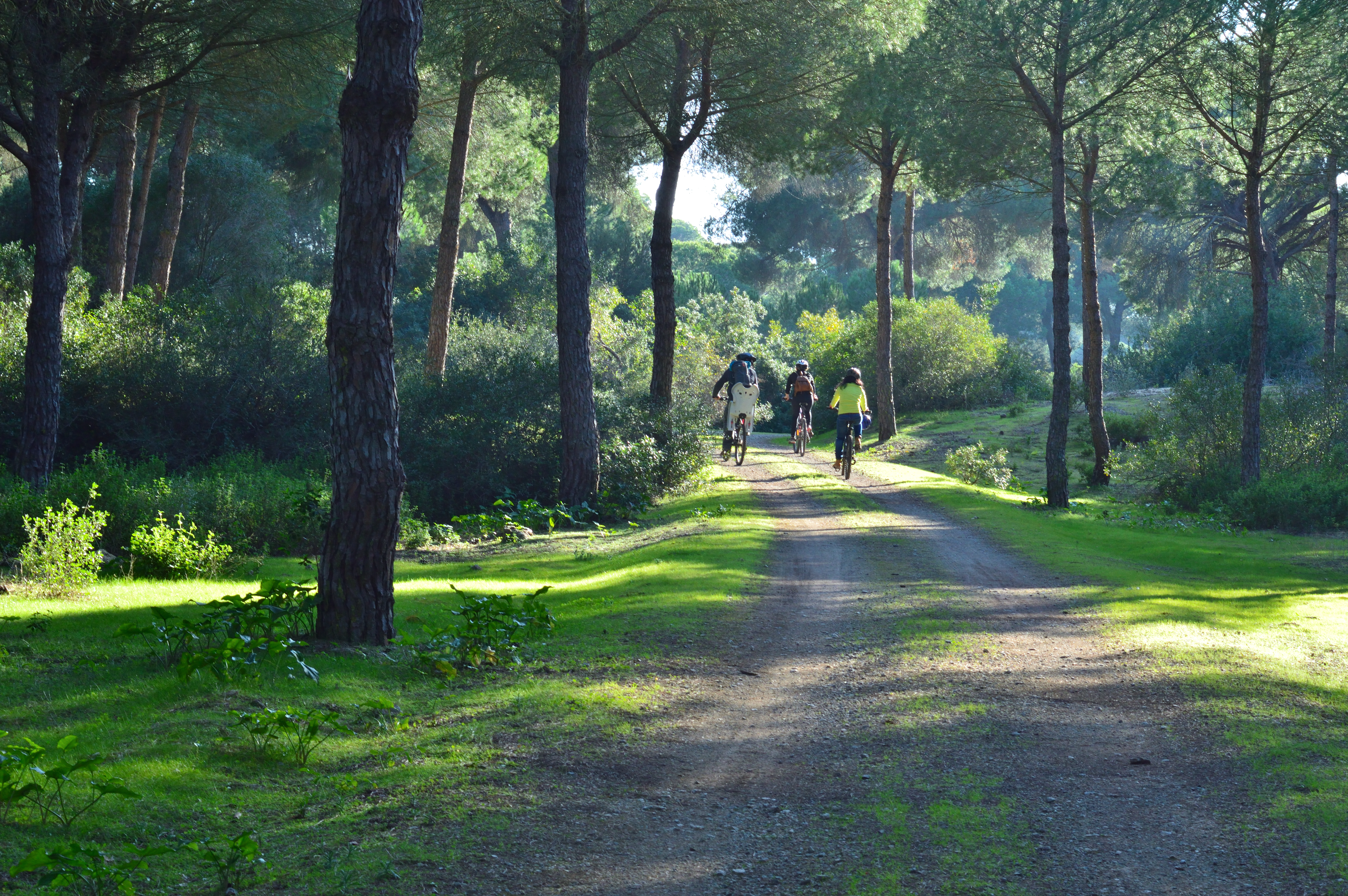 Ruta en bicicleta por el pinar