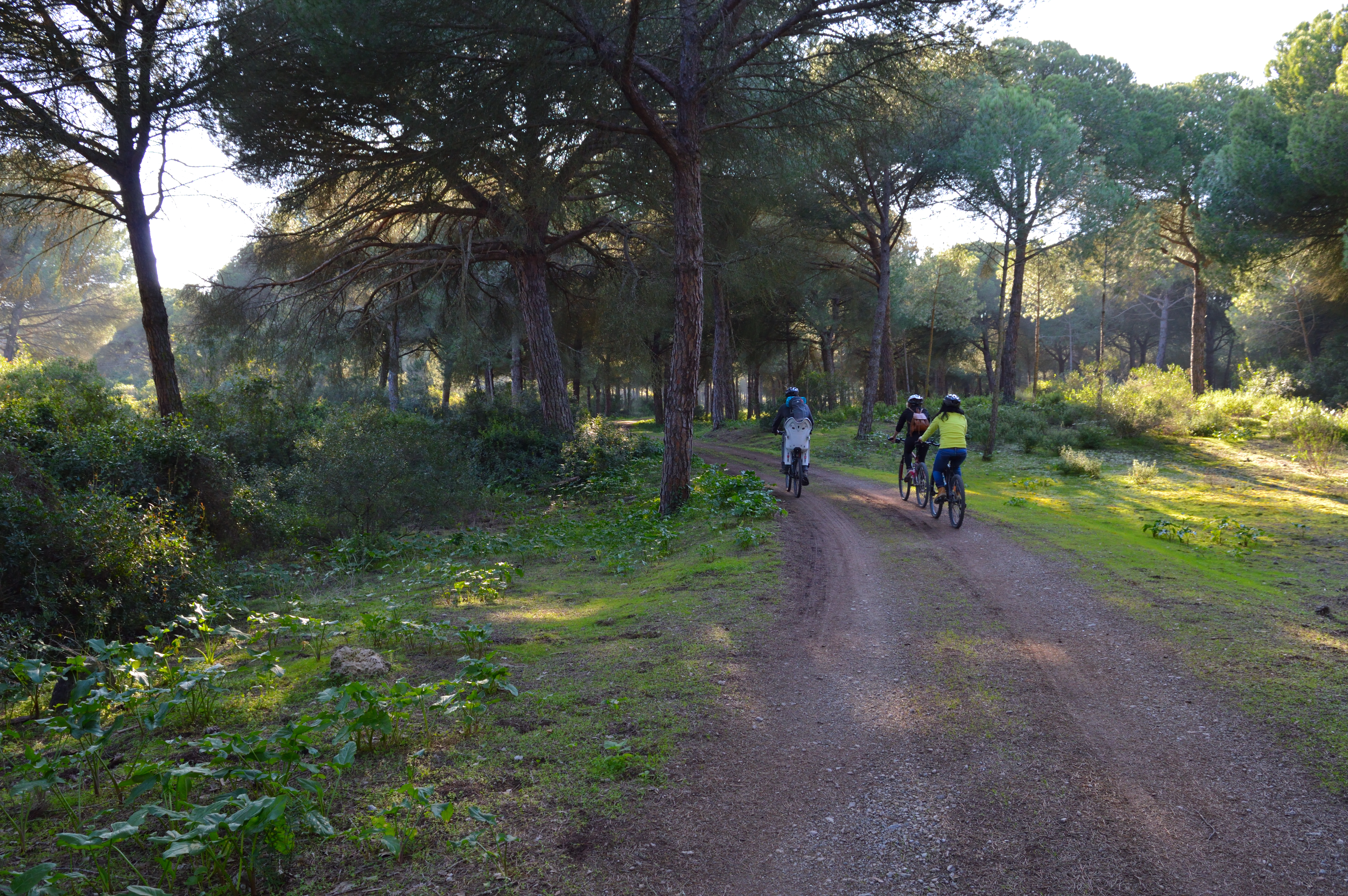Ruta en bicicleta por el pinar 4