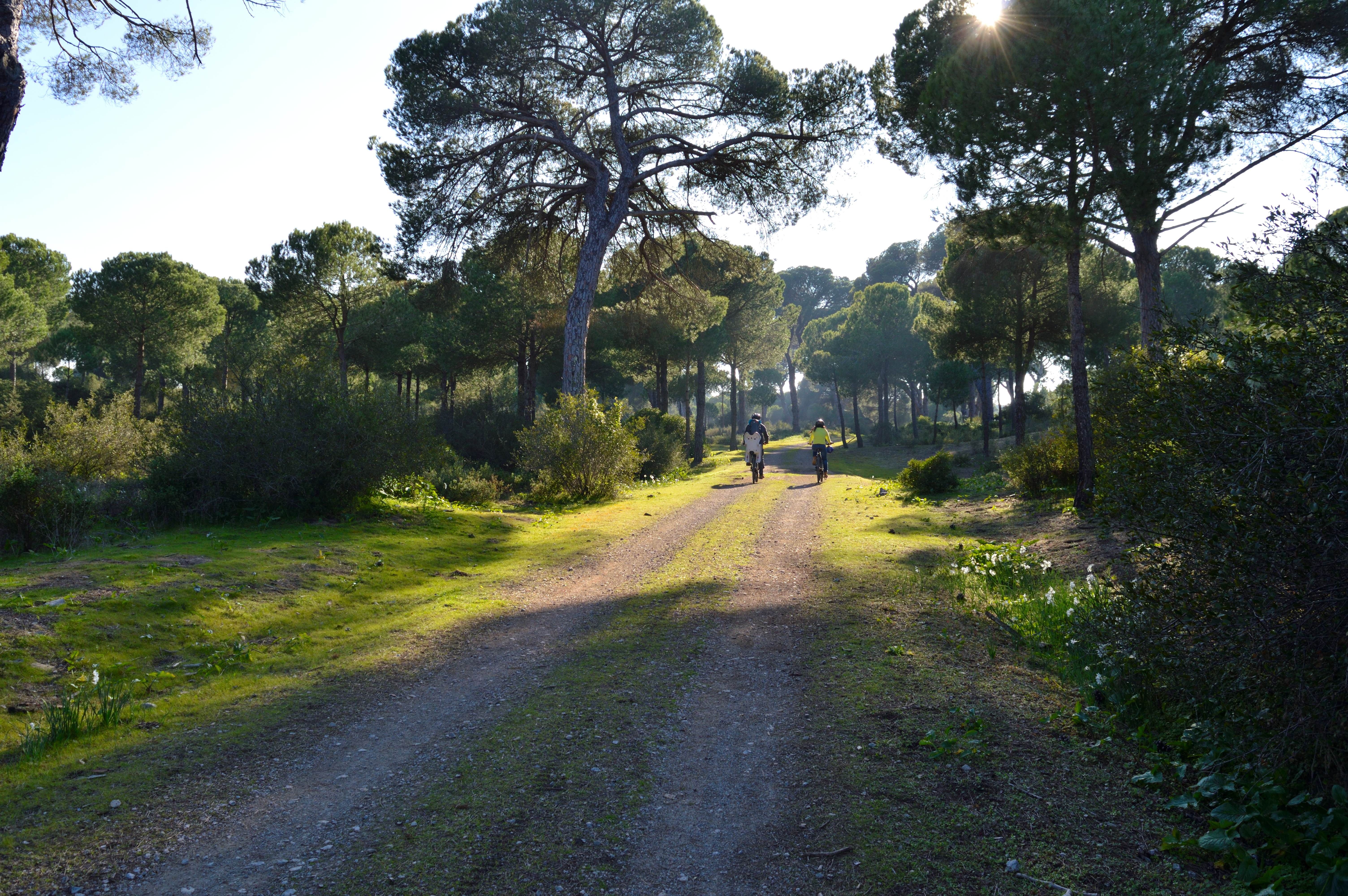 Ruta en bicicleta por el pinar 2